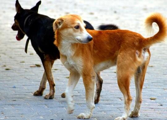 Dog Bite Immediate Action 