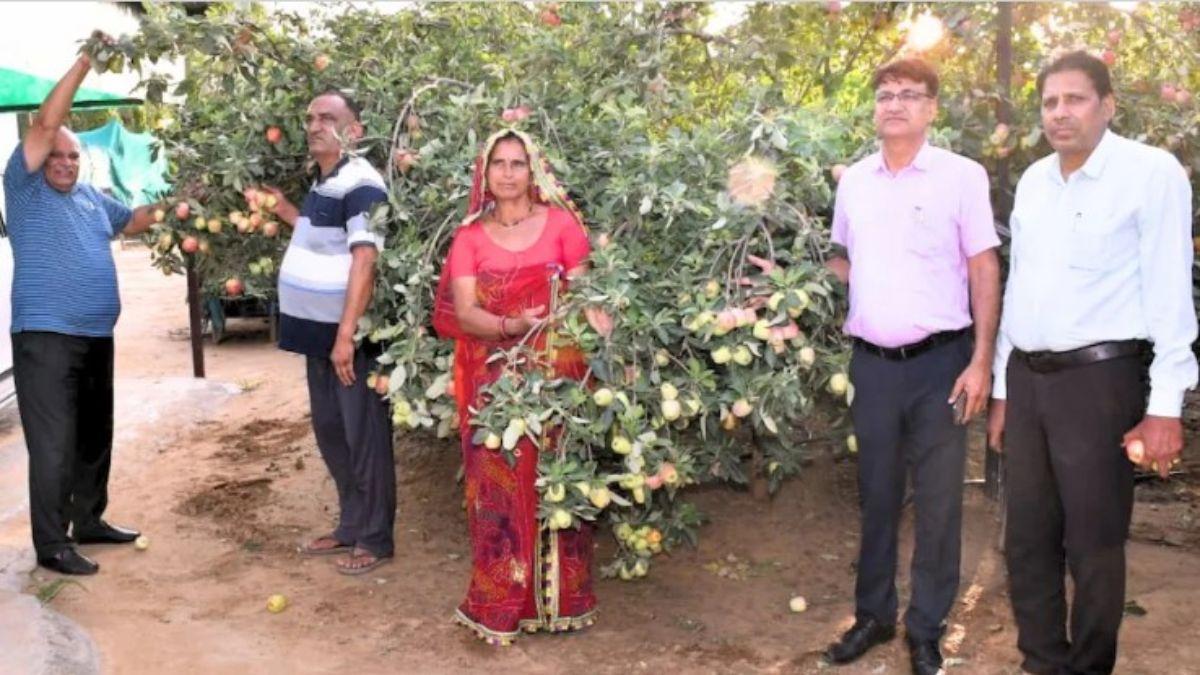 Santosh Kheddar earning 40 lakh by growing apple pomegranate