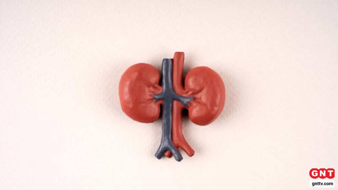 Kidney Health