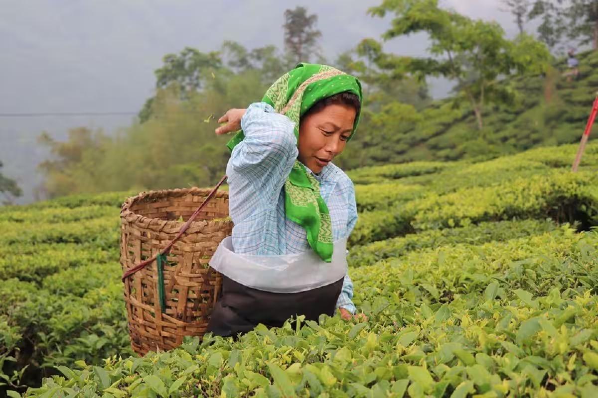 Mini Darjeeling