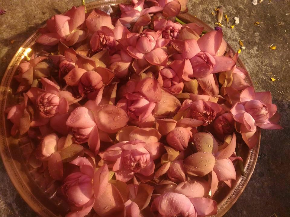 lotus