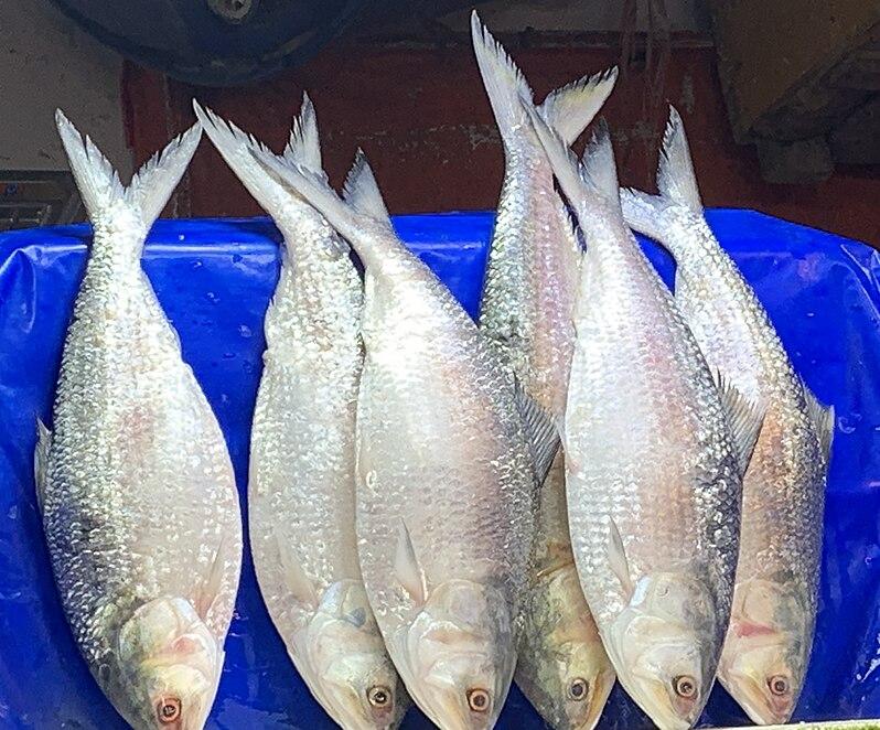 hilsa fish