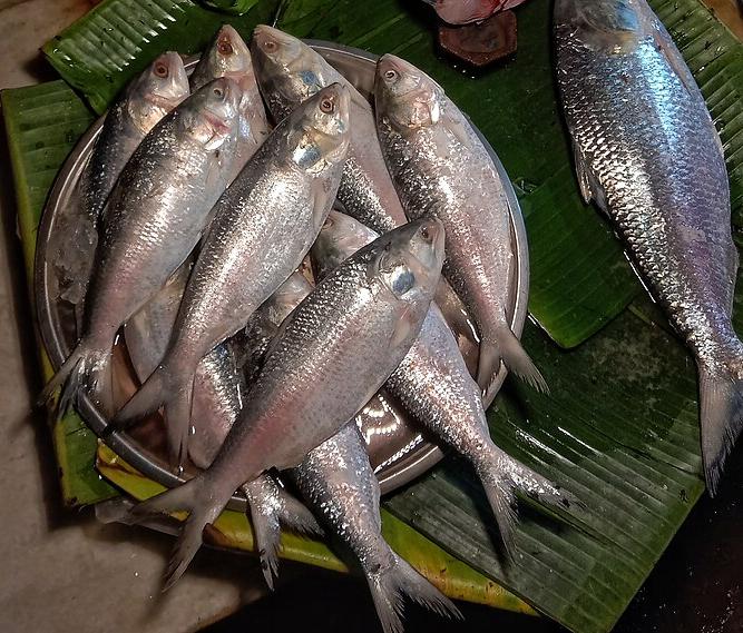 hilsa fish