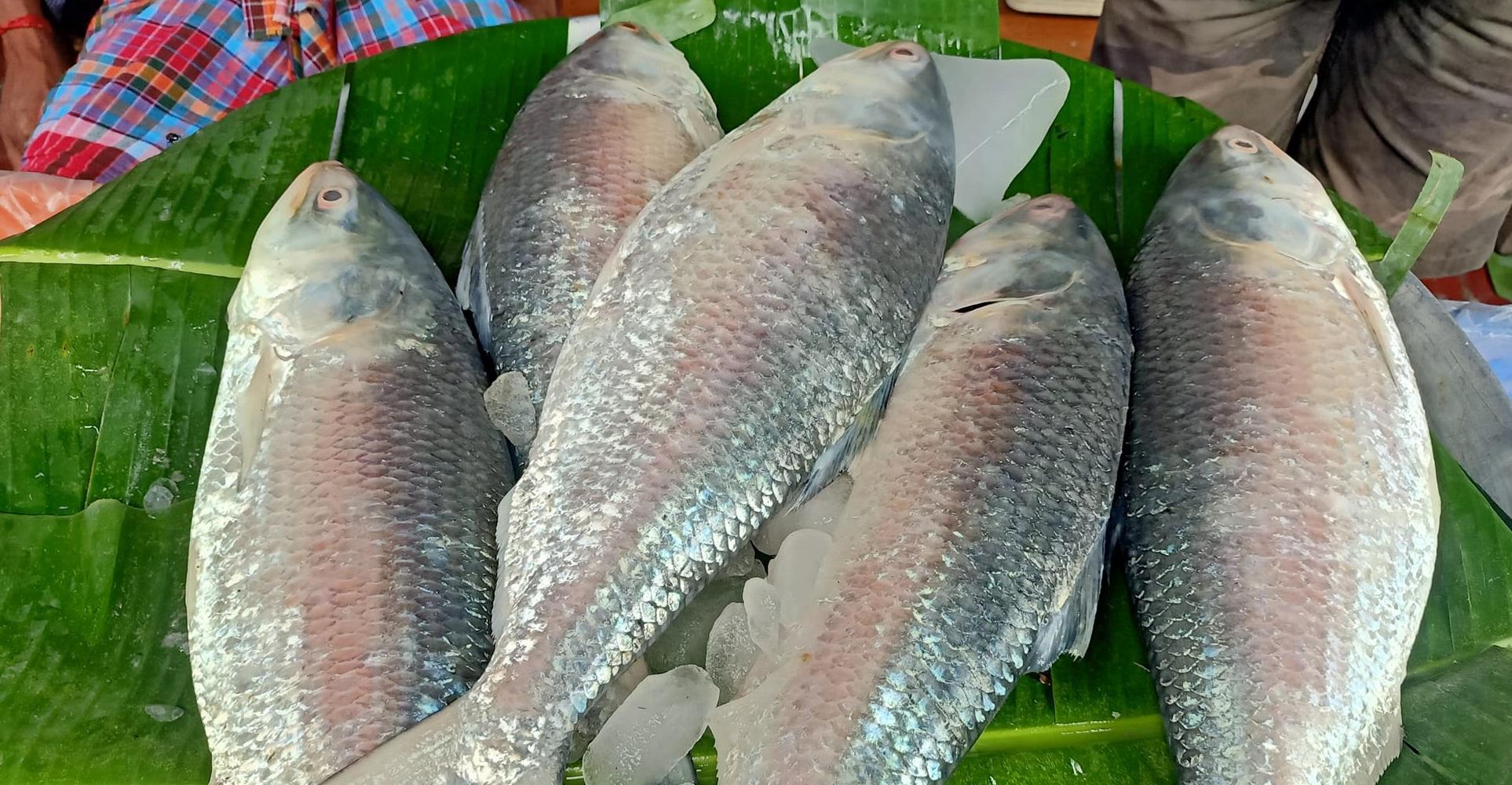 ilish maach hilsa fish