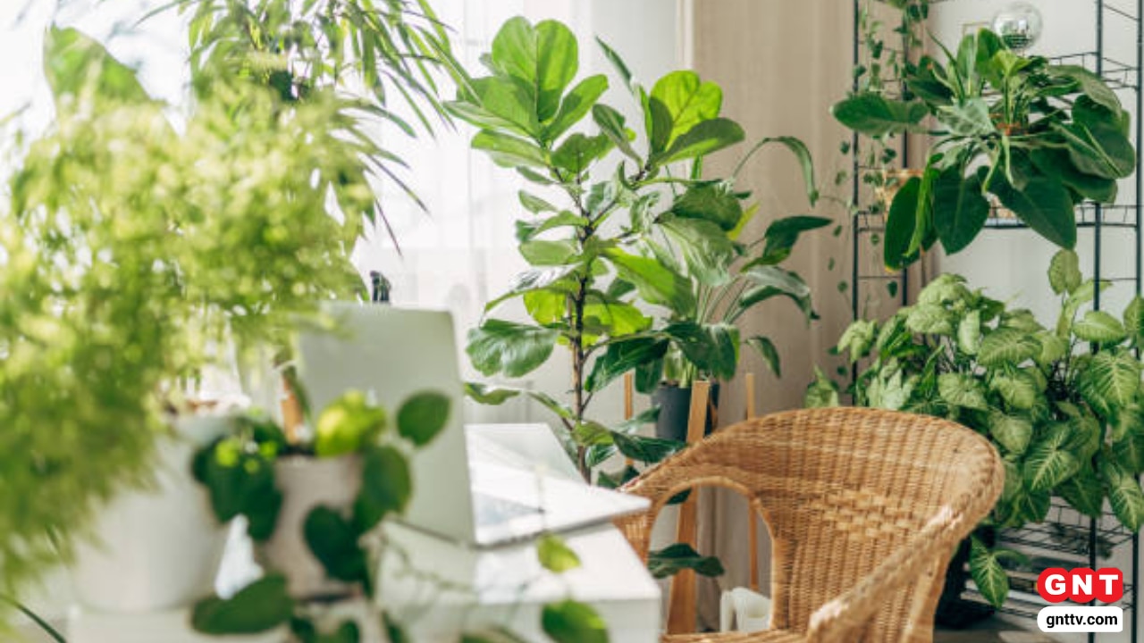 Plants For Home