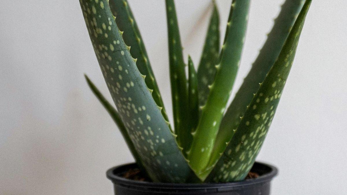 how to take care of aloe vera plant