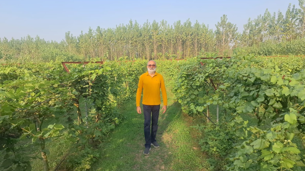 4 बीघा में 32 टन अंगूर का उत्पादन 