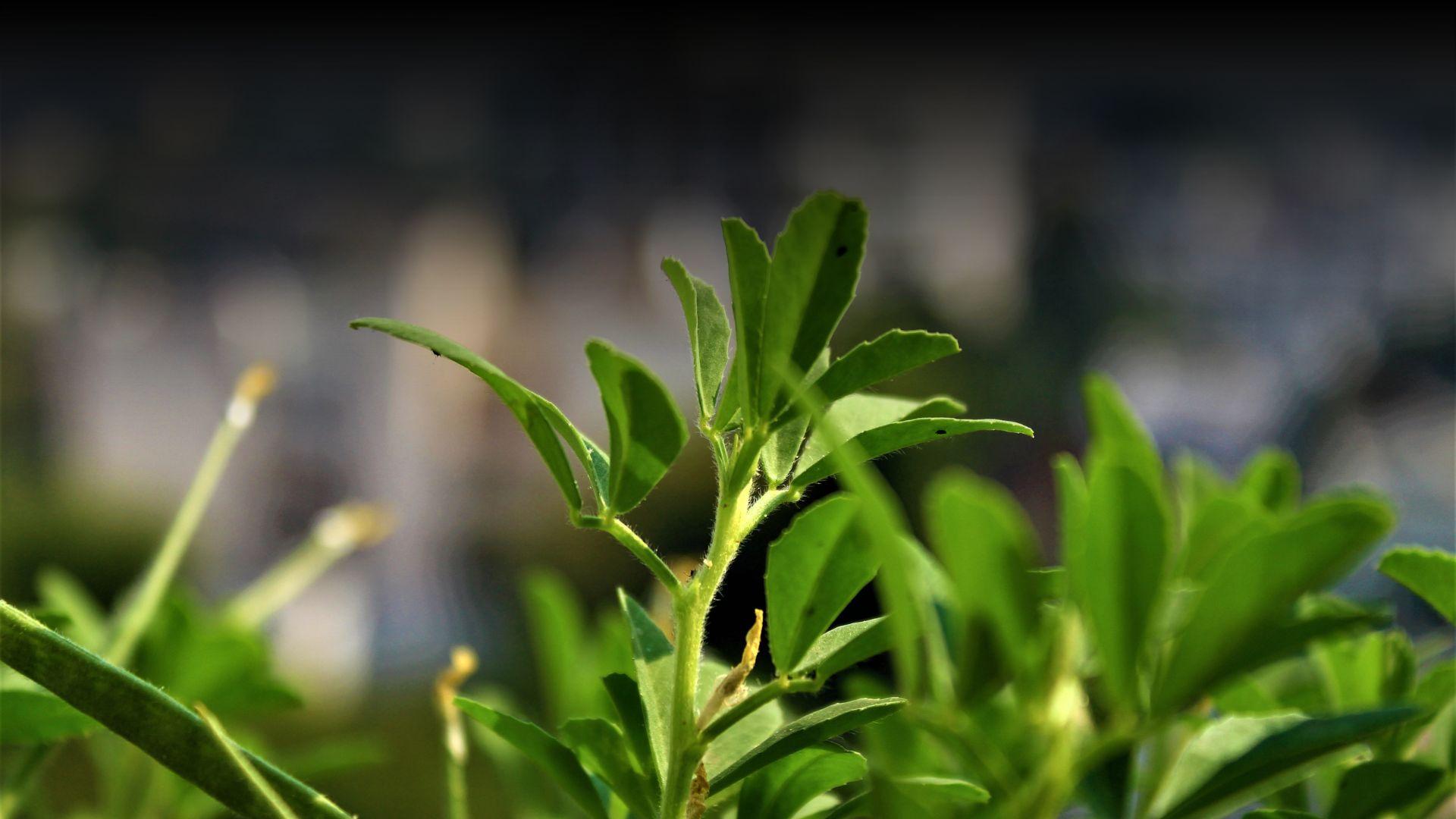 Methi plants growing hacks