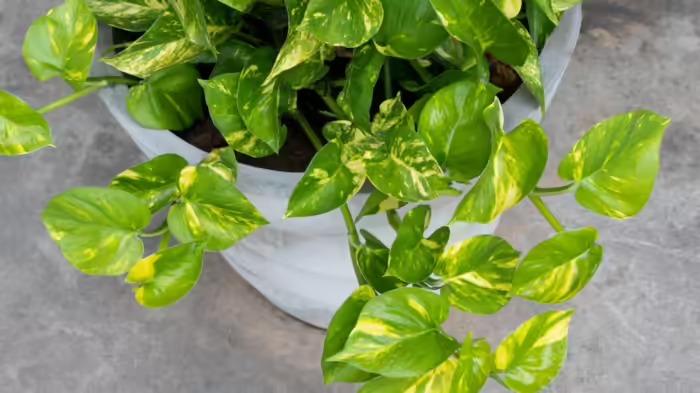 सर्दियों में मनी प्लांट की देखभाल कैसे करें?