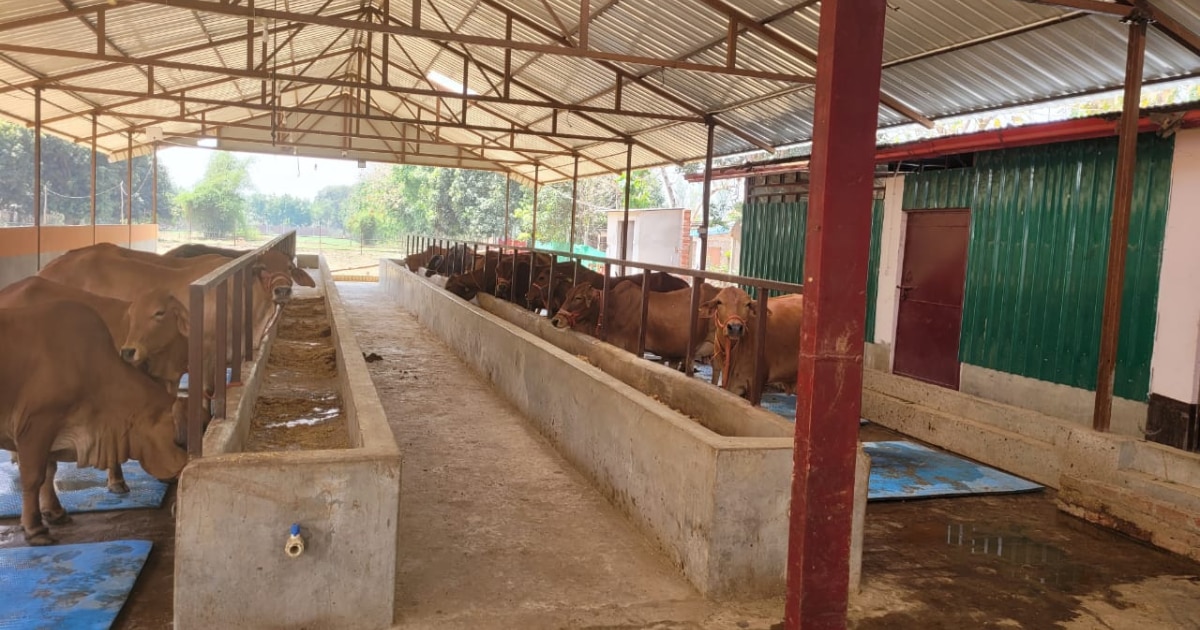 25 साहीवाल गाय खरीदकर इंदु चला रहीं डेयरी