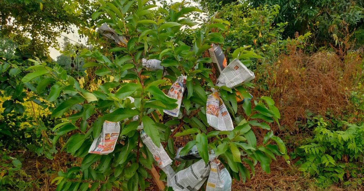 'ताइवानी पिंक अमरूद' पर पेपर बैग तकनीक