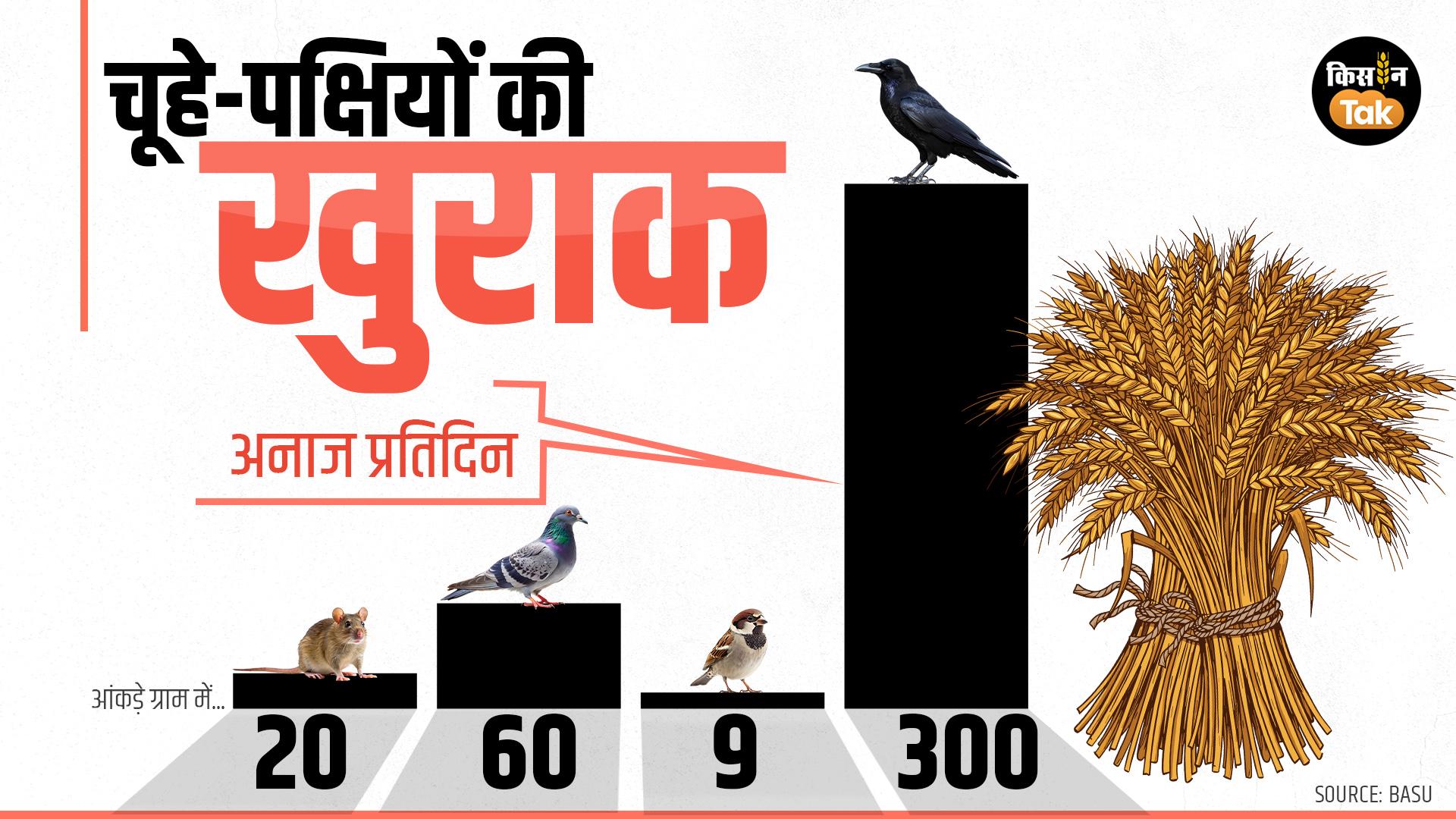 चूहे-पक्षी, कौन कितना अनाज खाता है.