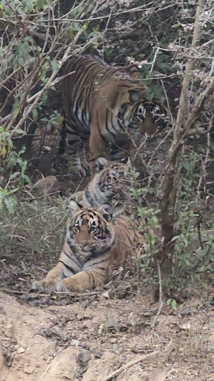 Sariska tiger
