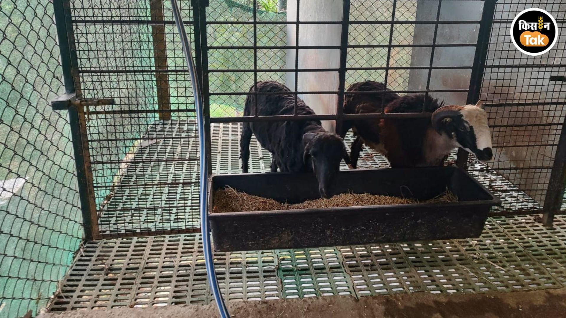 Controlled feeding ensures complete nutrition for sheep to gain meat and weight.