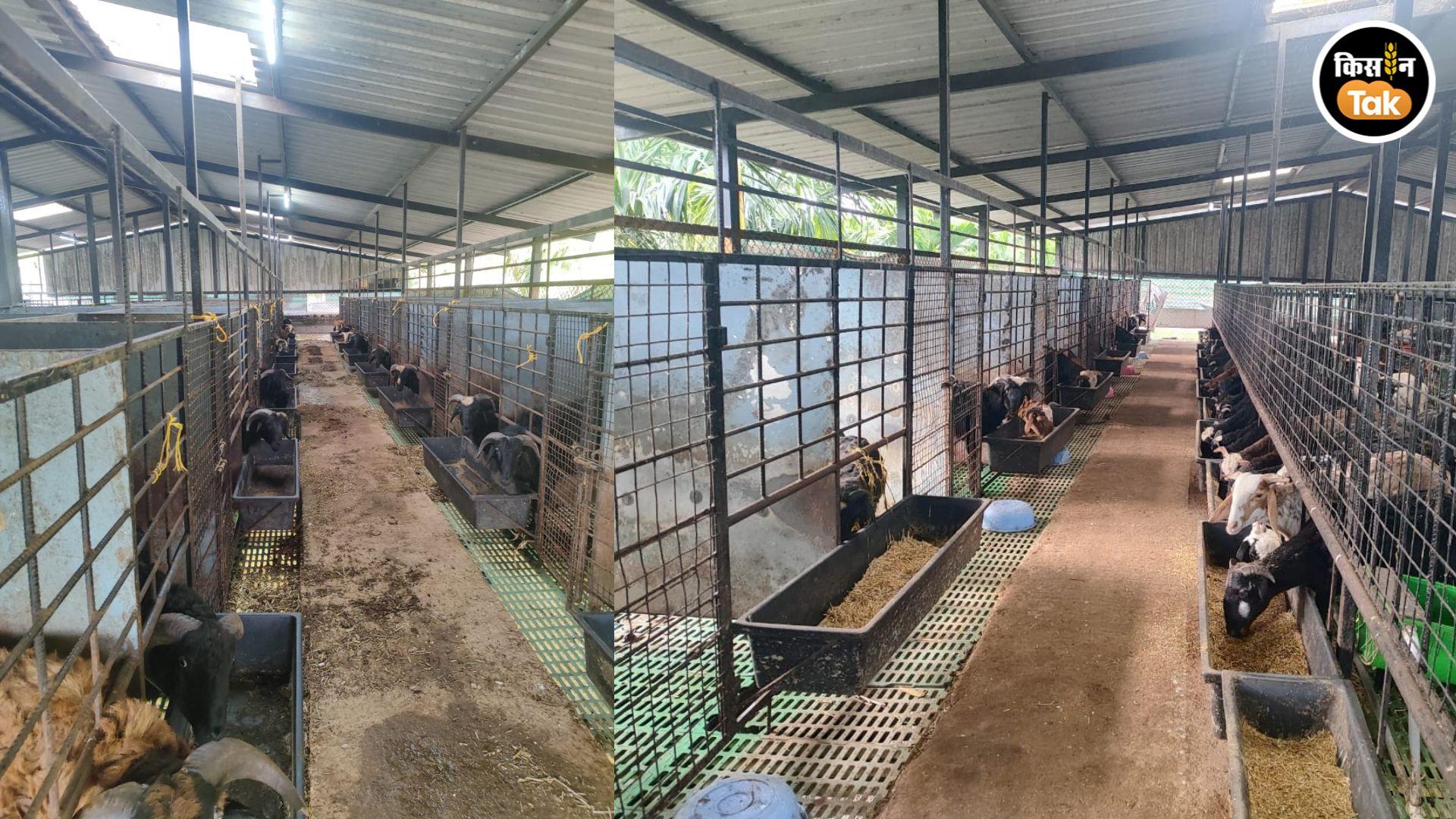 In this system, each male sheep is kept in a separate wooden or iron cabin (cage).