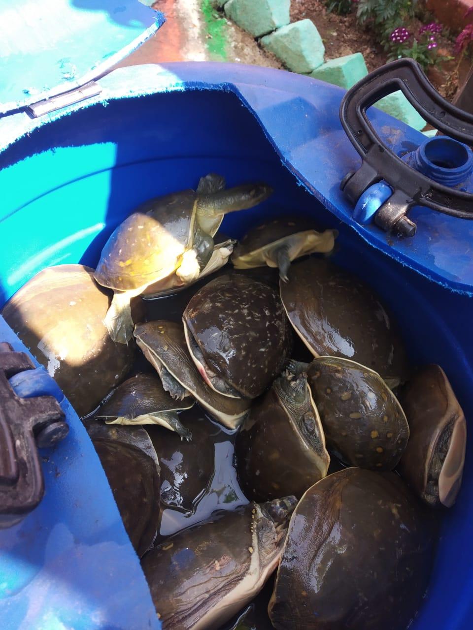 इन कछुओं को पूर्वी उत्तर प्रदेश की नदियों से पकड़ा जाता है