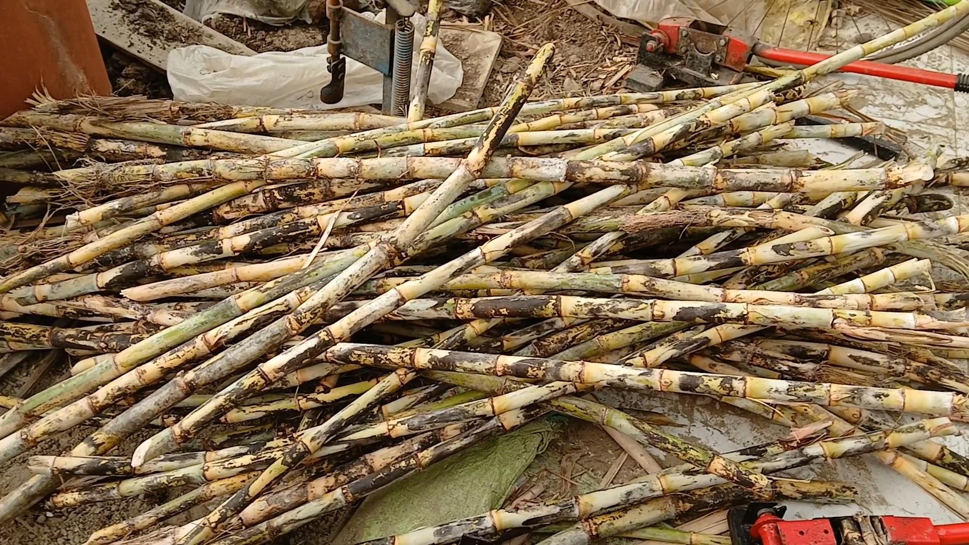 sugarcane farming