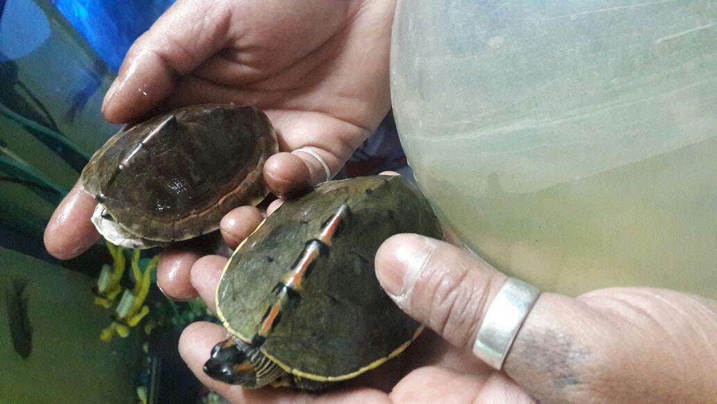 कछुओं को पानी का 'सफाईकर्मी' माना जाता है