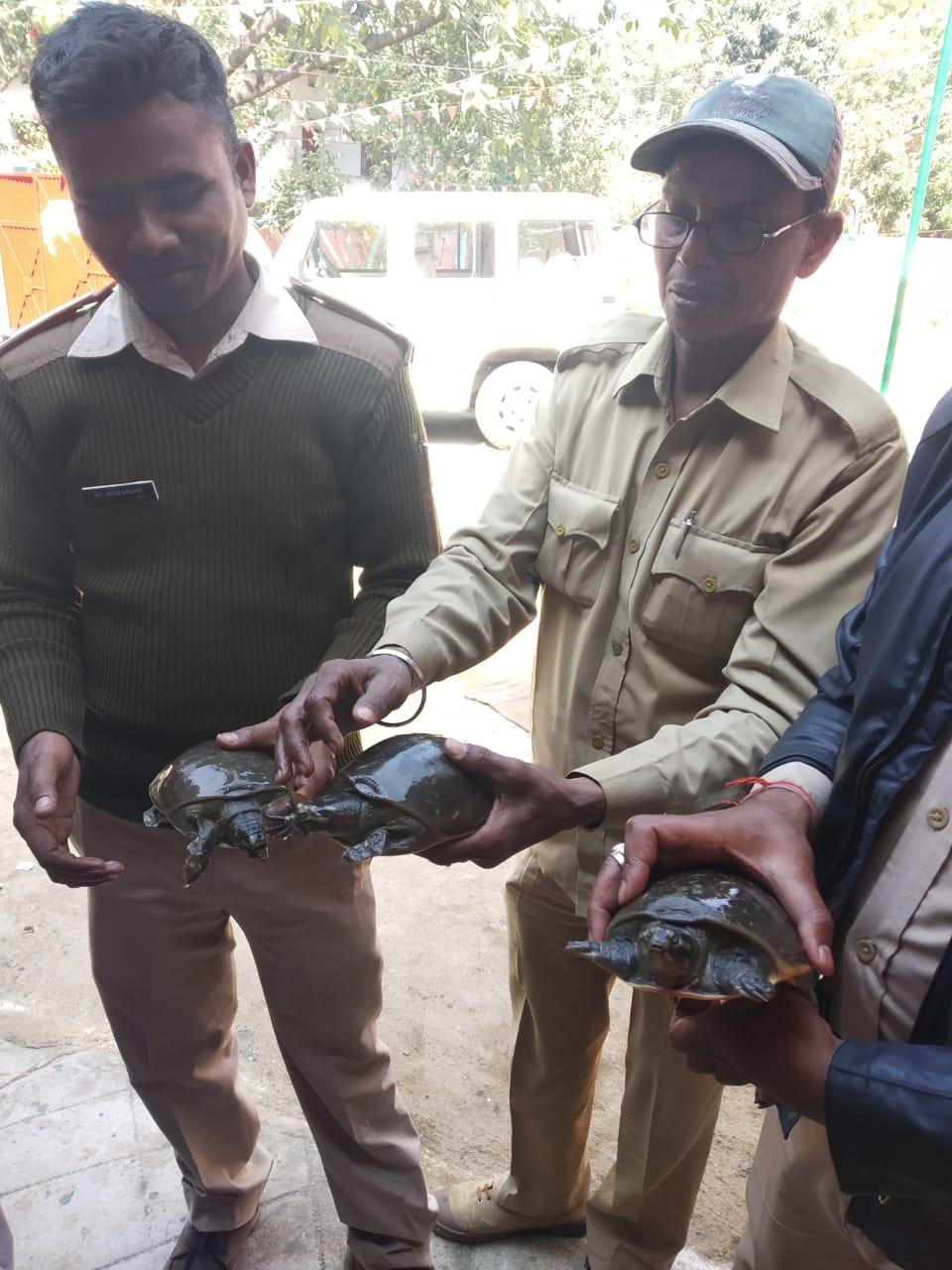 बरामद किए गए कछुए