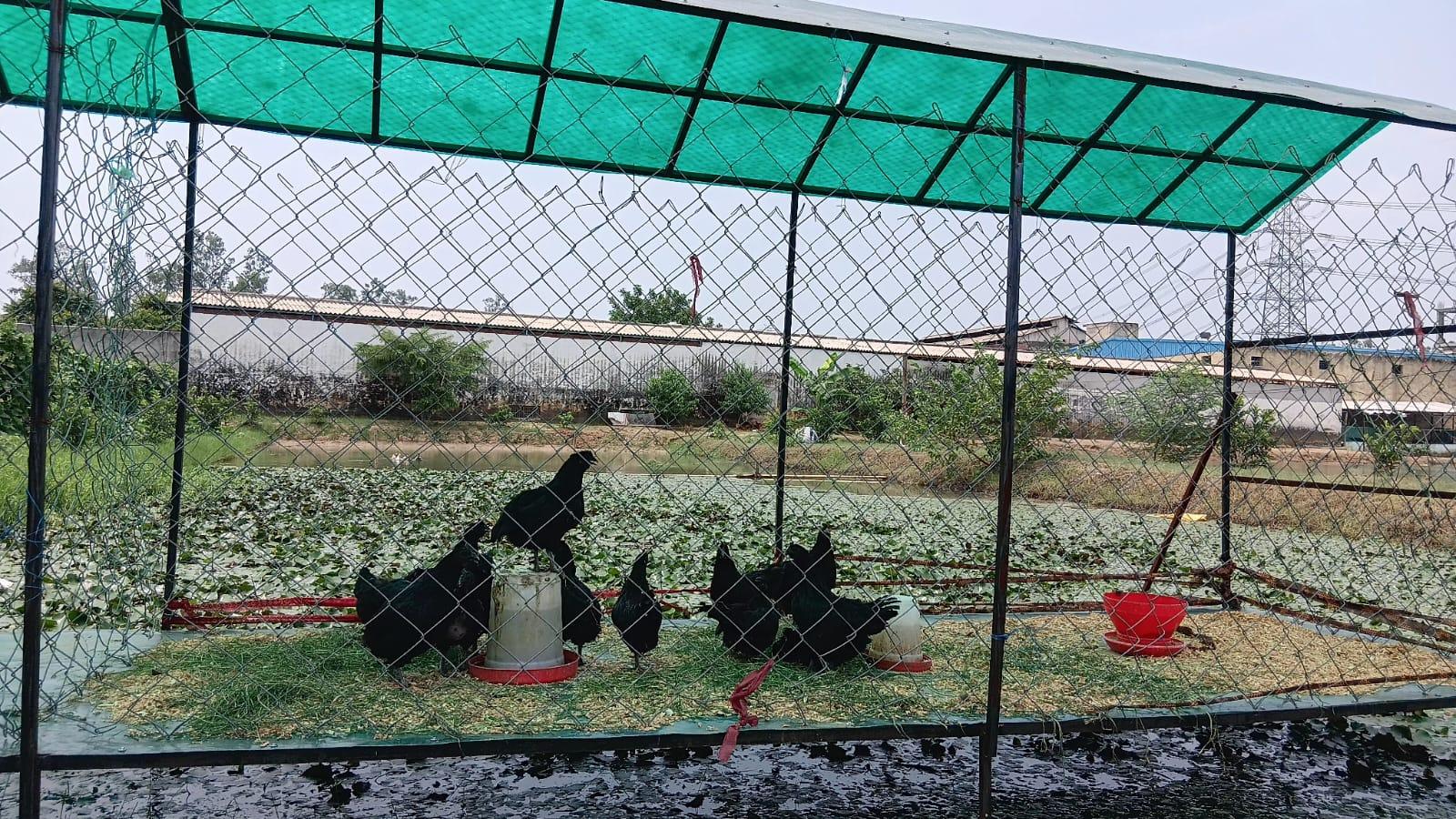 एकीकृत खेती मॉडल को अपनाकर शुरू किया poultry farming 