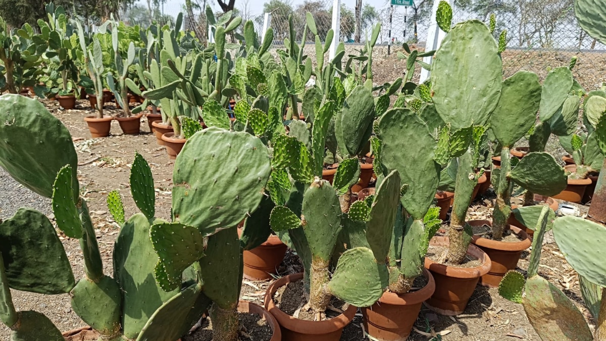 बंजर जमीन पर किसान कर सकते है कैक्टस की खेती
