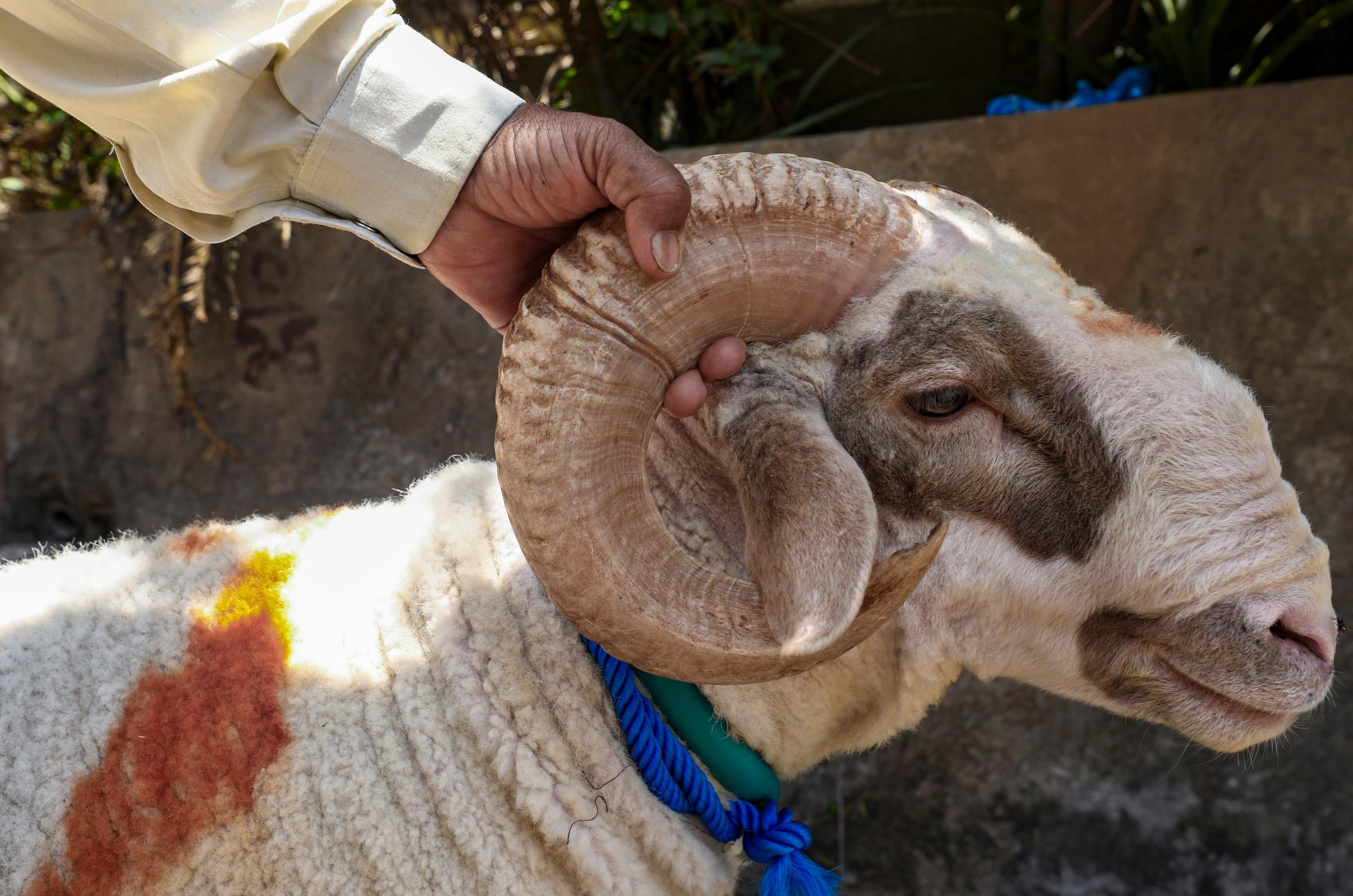 bakri eid rules