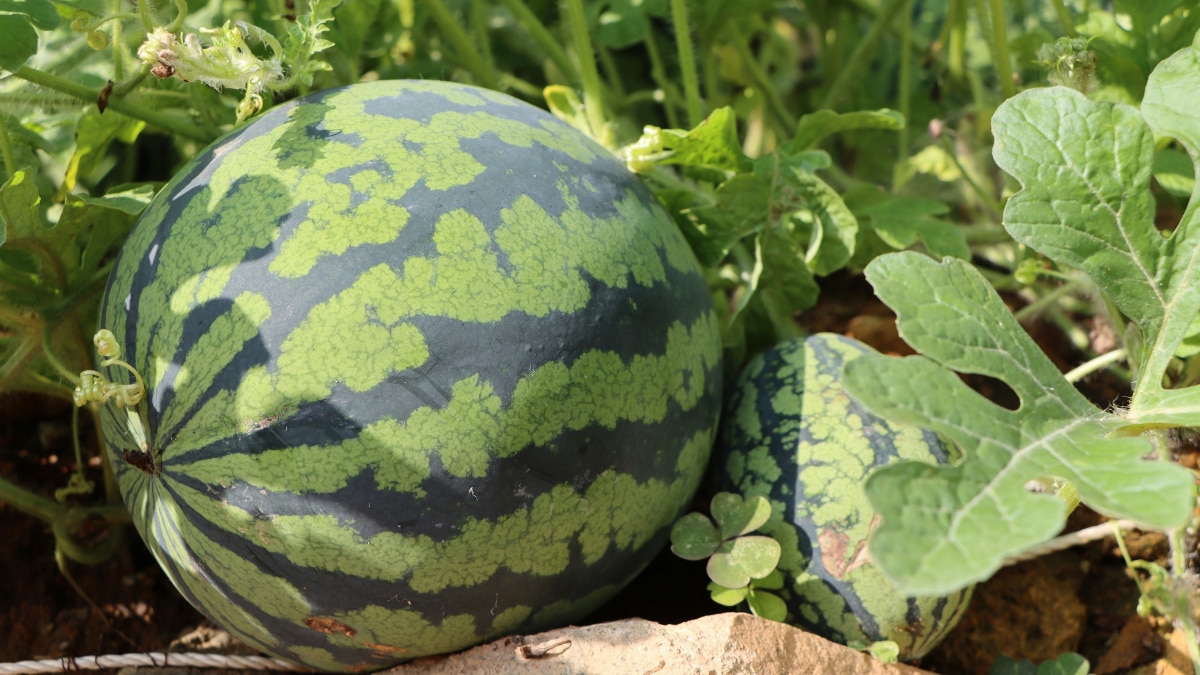 history of watermelon