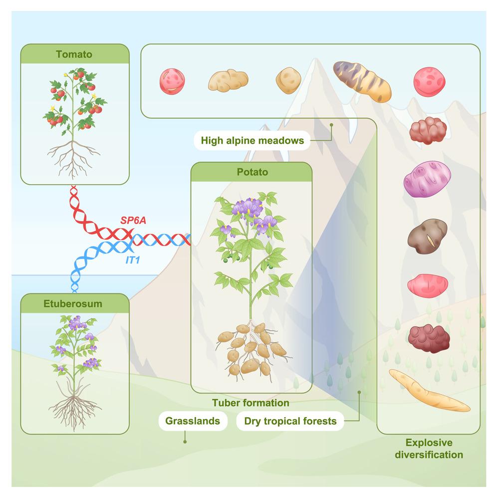 Potato lineage is of ancient homoploid hybrid origin