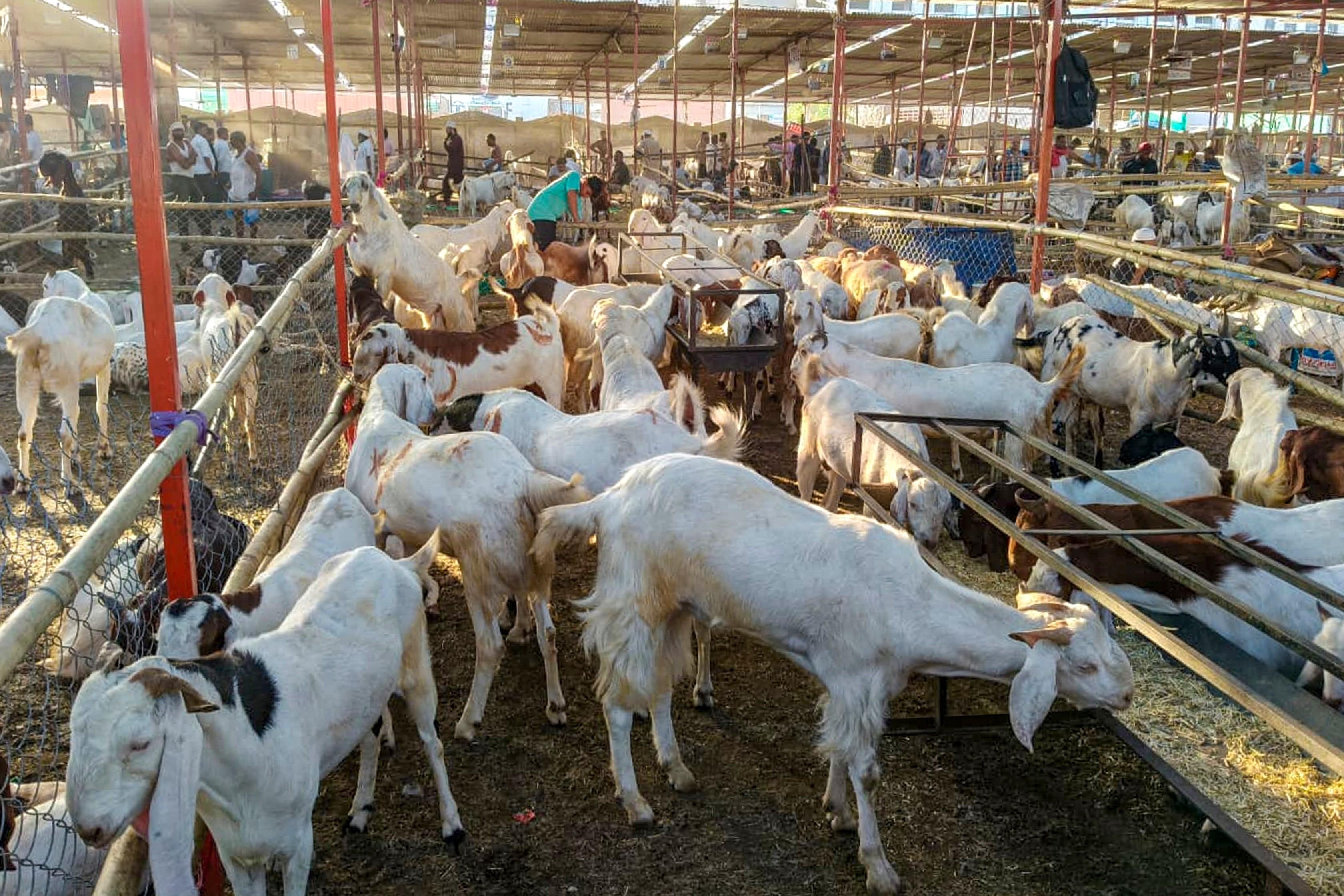 Qurbani Eid