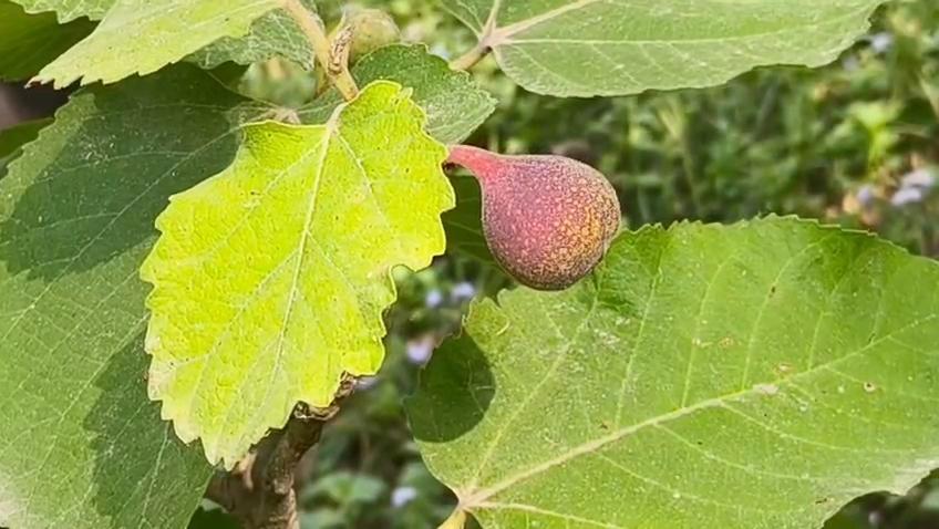 अंजीर