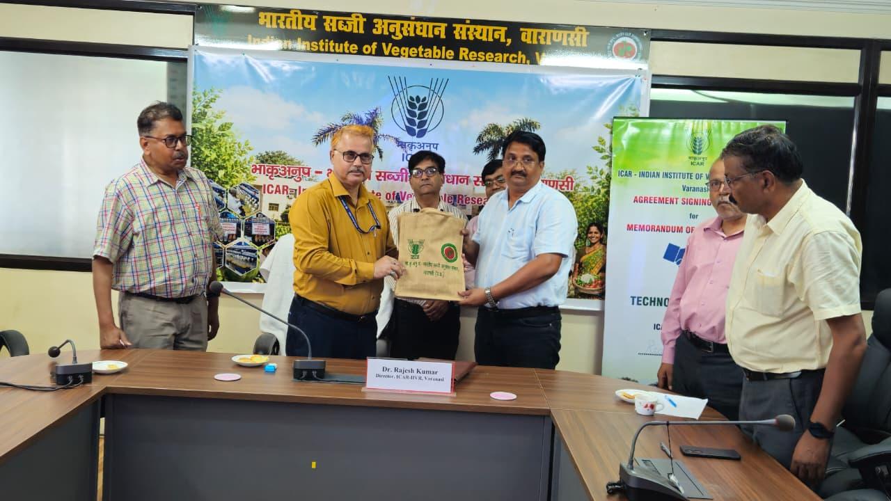 ‘काशी अभिमान’ की उत्पादन क्षमता 800 से 900 क्विंटल प्रति हेक्टेयर तक है