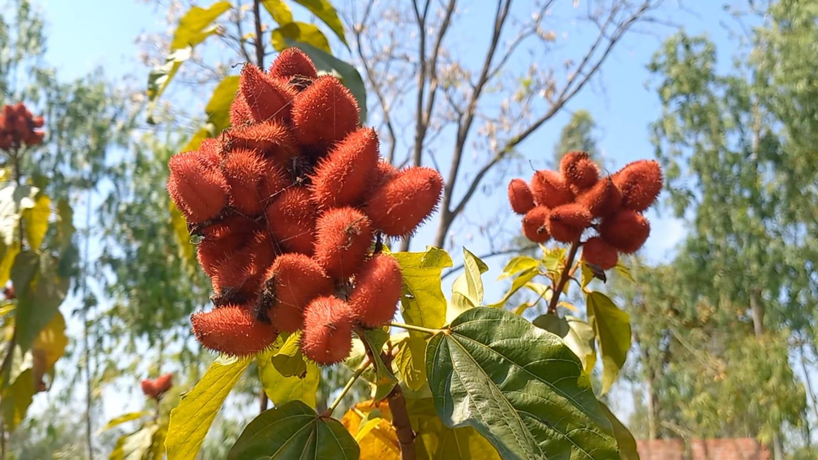 Sindoor Farming