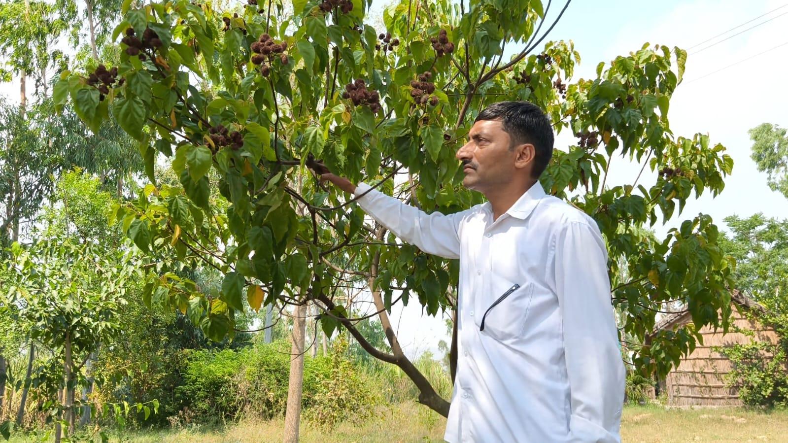 Sindoor Farming