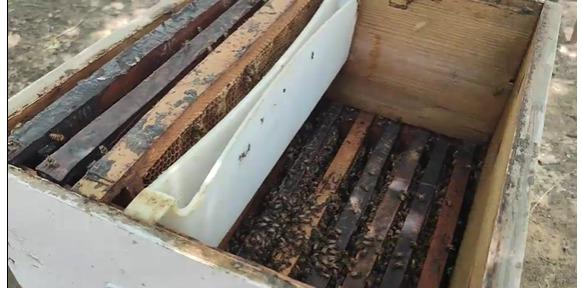 Honeybees 