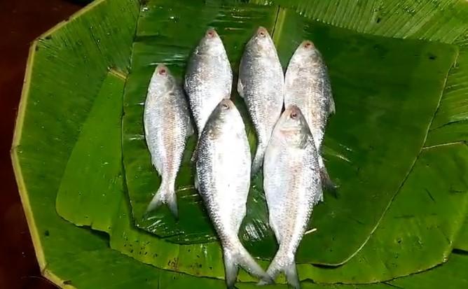 ইলিশ মাছ
