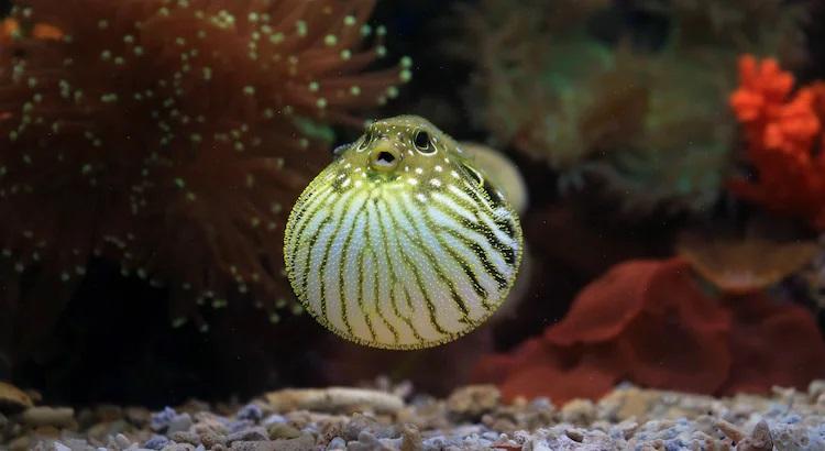 Puffer Fishing 