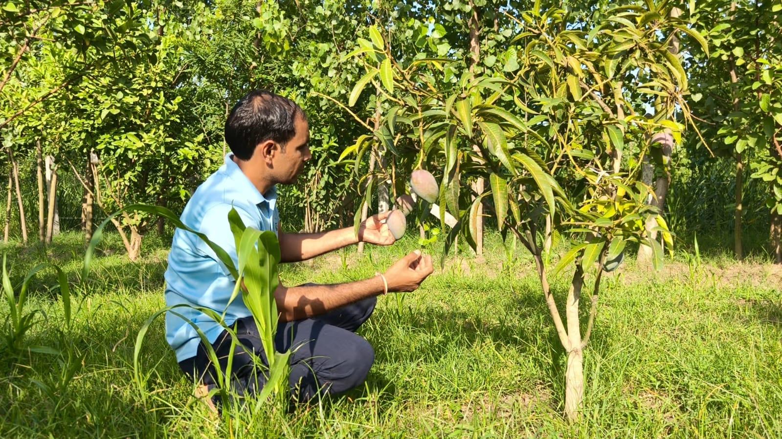 मियाजाकी