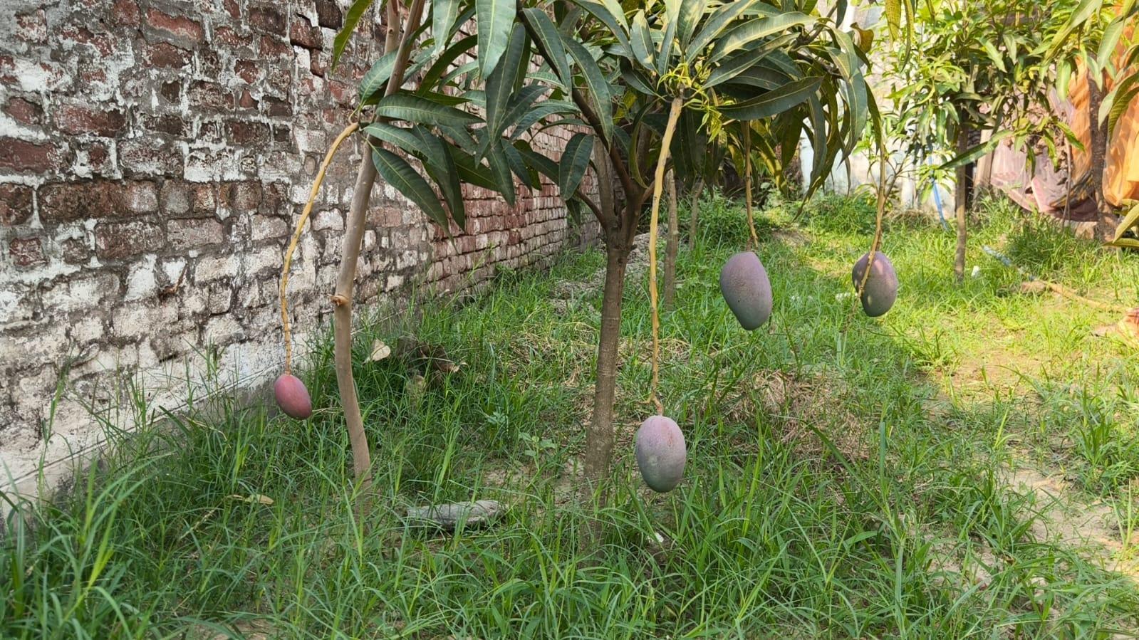 Miyazaki Mango