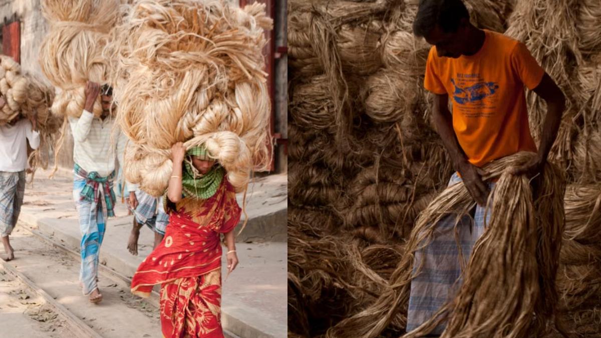 আচমকা রেকর্ড কমল পাটের দাম