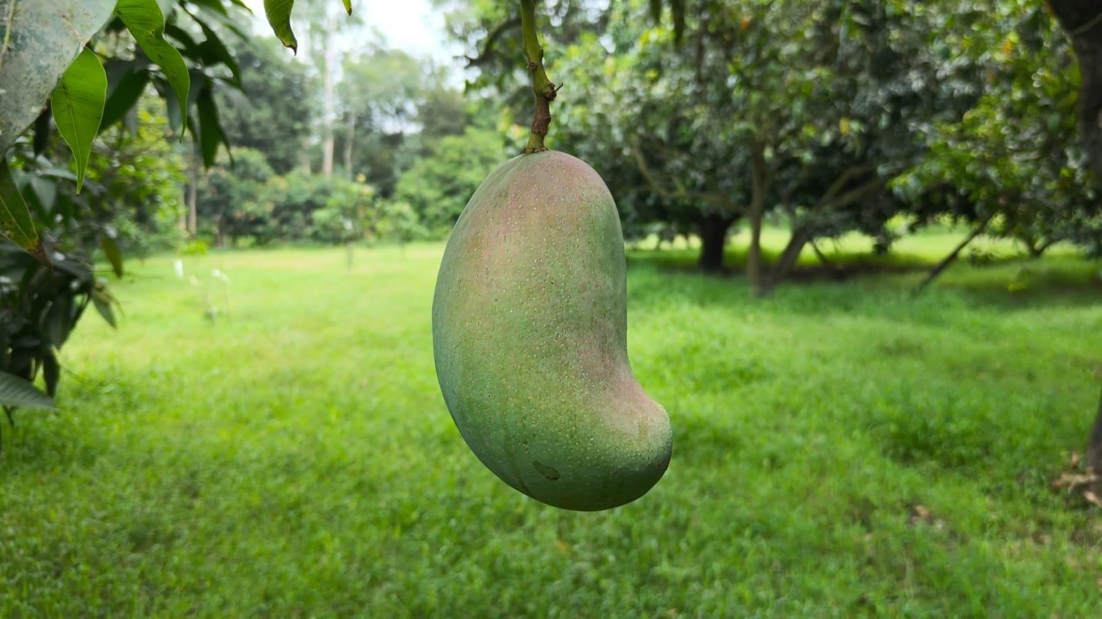 Mango Varieties