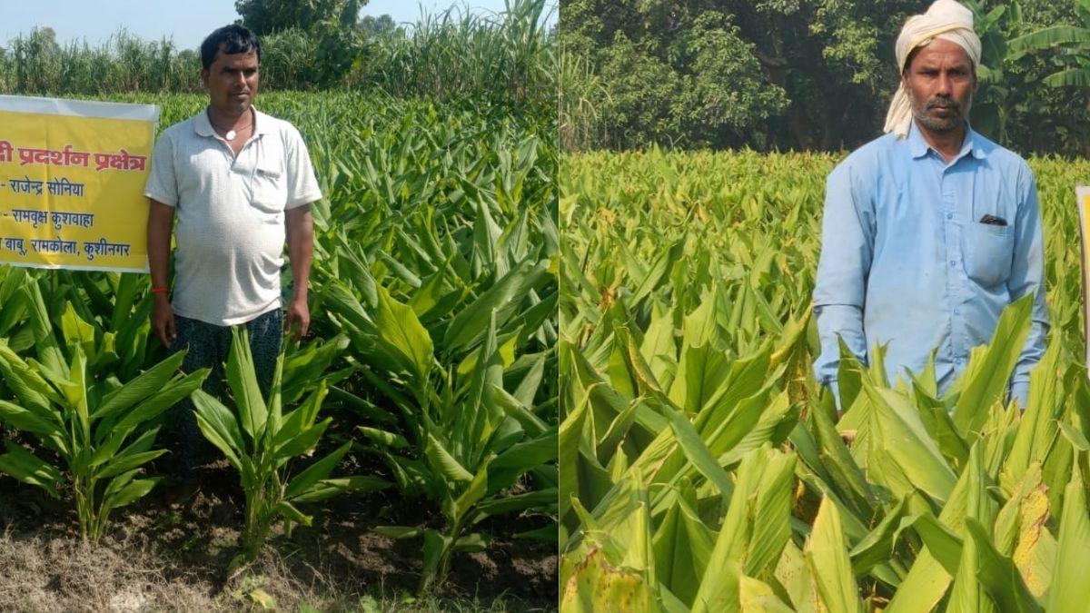 कुशीनगर में हल्दी ने पलट दी किसानों की तकदीर