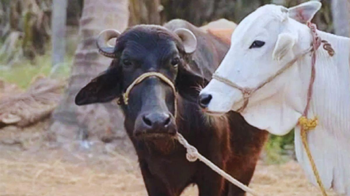 यूपी के गांवों में 10 हजार 'गो-मित्र' तैयार करने की योजना है