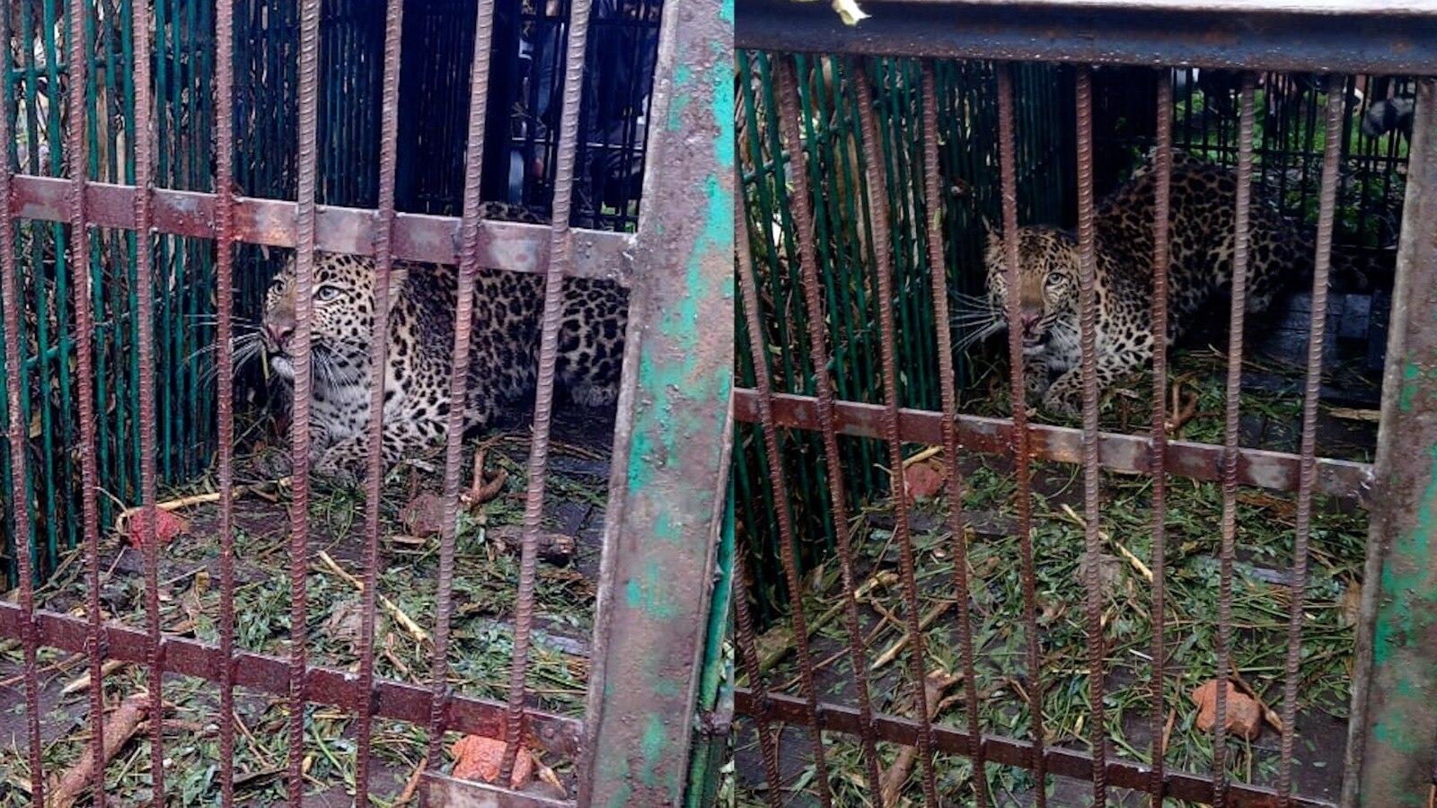 बिजनौर में बीते आठ महीनों के दौरान 50 तेंदुओं को पकड़ा जा चुका है