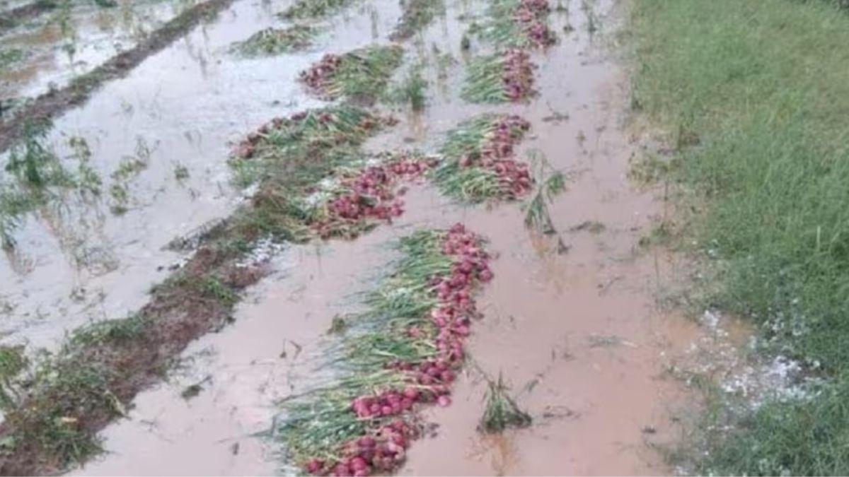 इस साल फसल कटाई के समय बारिश की वजह से प्याज की गुणवत्ता भी खराब हुई थी (सांकेतिक फोटो)