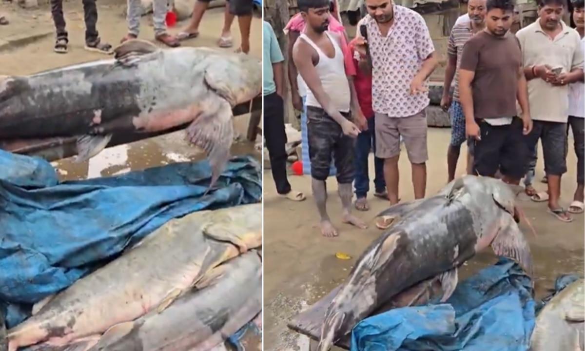 गंडक में पकड़ी गई अनजान किस्म की एक बड़ी मछली