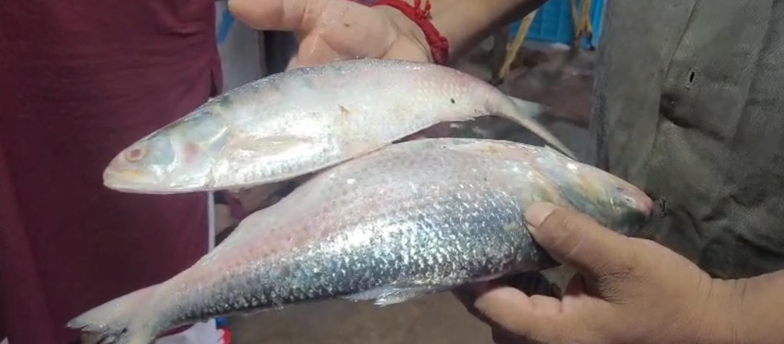 কলকাতার বাজারে গুজরাতের ইলিশ