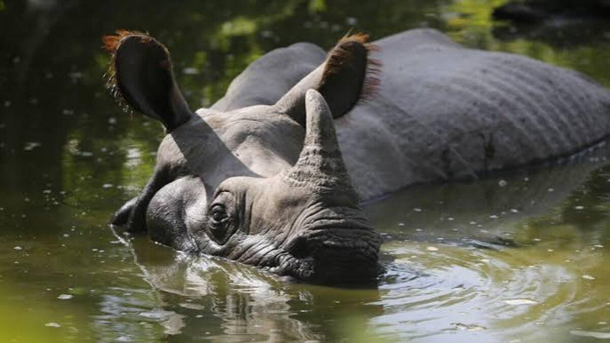 भारत में एक सींग वाले गेंडों की आबादी भी बढ़ी है (फाइल फोटो)