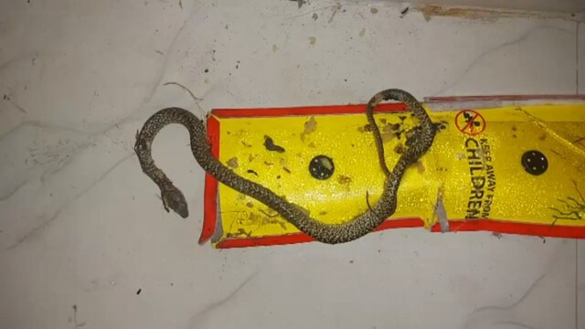 Lakhimpur Kheri News