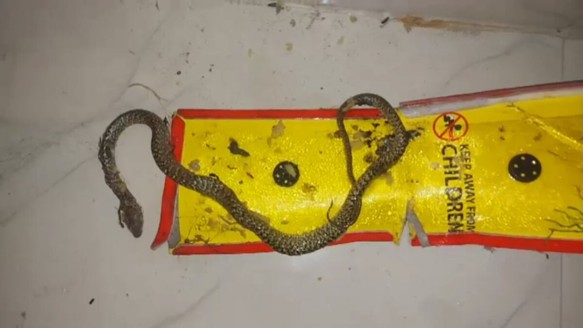 Lakhimpur Kheri News Lakhimpur Kheri News