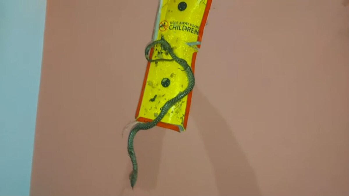 Lakhimpur Kheri News Lakhimpur Kheri News